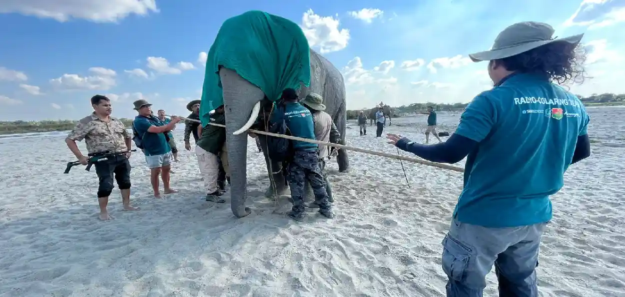 বন্যহস্তীৰ দেহত ৰেডিঅ' ক'লাৰ সংস্থাপন কৰাৰ এক দৃশ্য