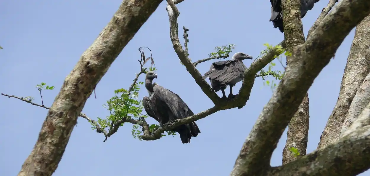 প্ৰতিনিধিত্বমুলক ছবি