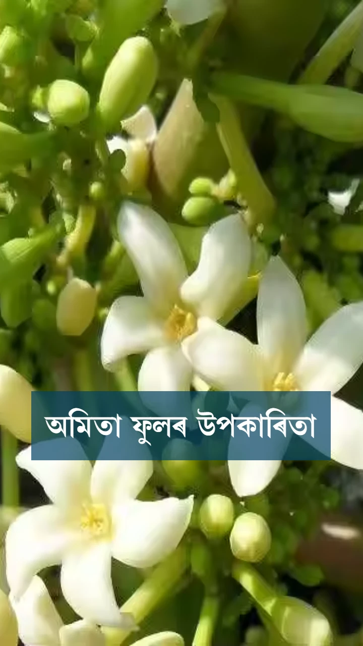  অমিতা ফুলৰ উপকাৰিতা