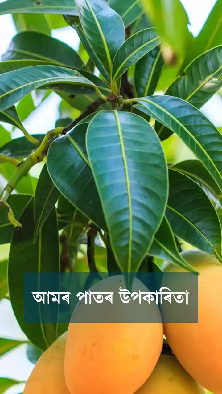 আমৰ পাতৰ উপকাৰিতা