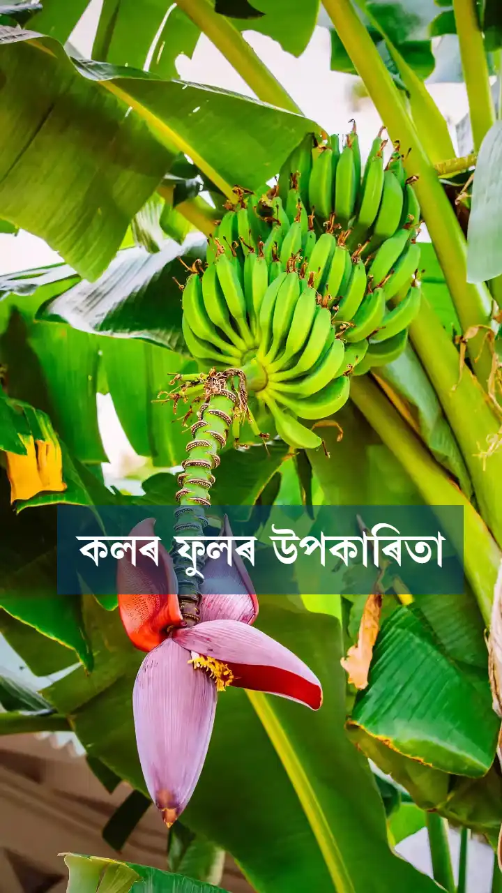 কলফুলৰ উপকাৰিতা 